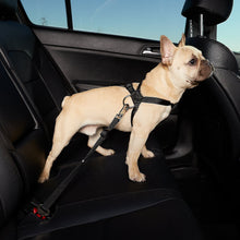 SAFEDOG - cintura auto per cani - IN ESCLUSIVA