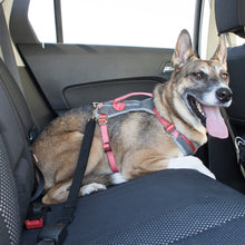 SAFEDOG - cintura auto per cani - IN ESCLUSIVA